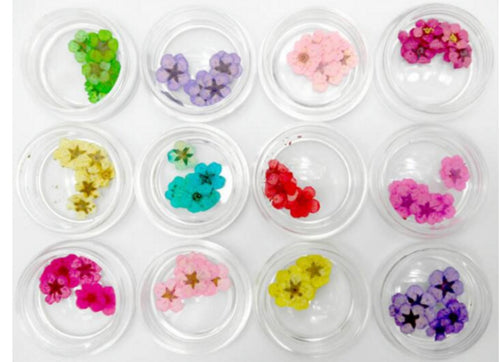 Kit de fleur séché 9