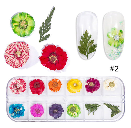 Kit fleur séché 2