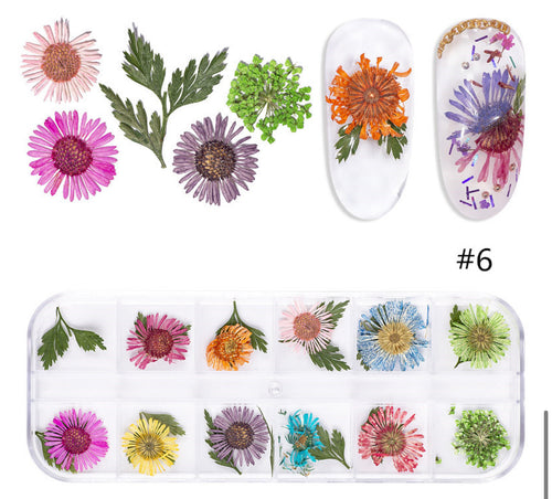 Kit fleur séché 6